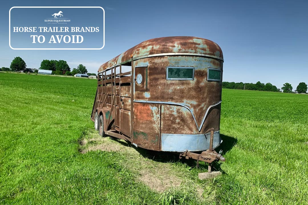 Bridle Vs Halter Which One Will Make You Look Like a Pro?